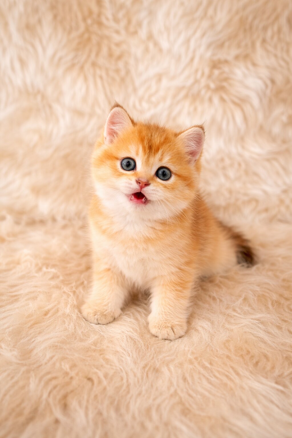 Altin-sarisi-kedi-yavrusu